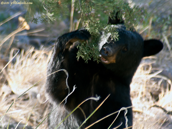 Big Bend Bear ©2011 Jeff Blaylock